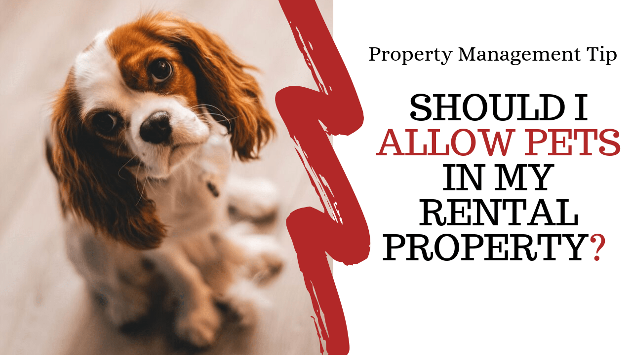 Should I Allow Pets In My Rental Property? | Lakewood, CO Property Management Tip - Article Banner